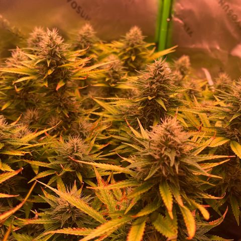 Chokolope growlog timeline photo