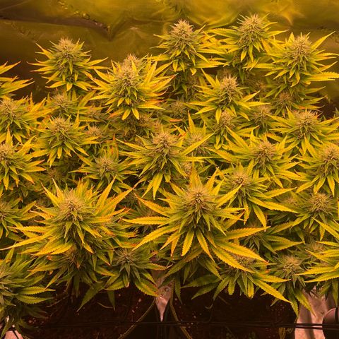 Chokolope growlog timeline photo