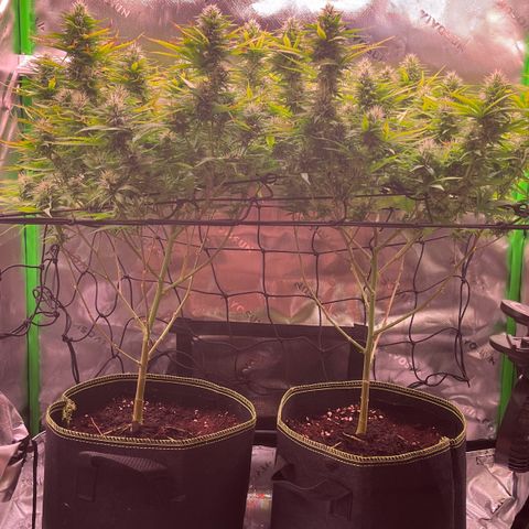 Chokolope growlog timeline photo