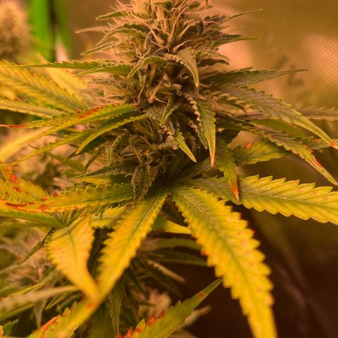 Chokolope growlog timeline photo