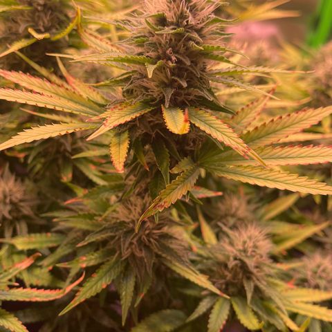 Chokolope growlog timeline photo