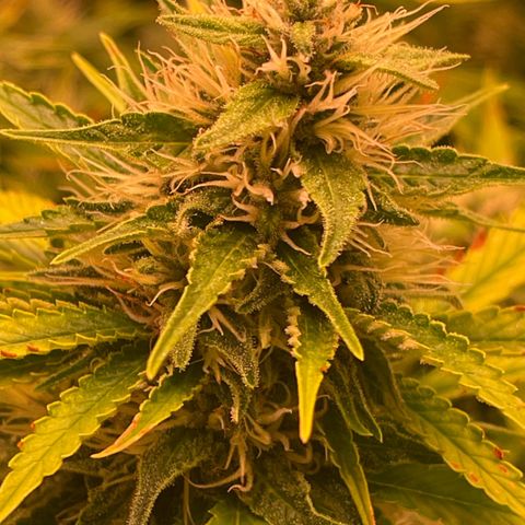 Chokolope growlog timeline photo