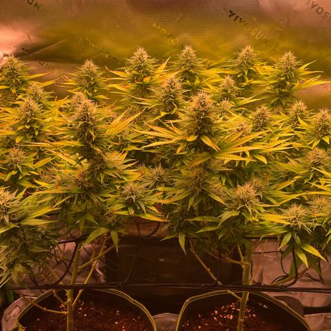 Chokolope growlog timeline photo