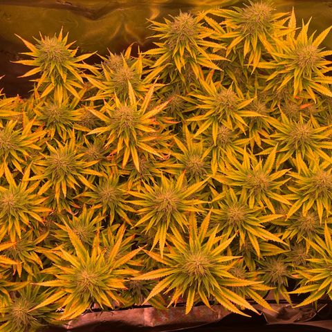 Chokolope growlog timeline photo