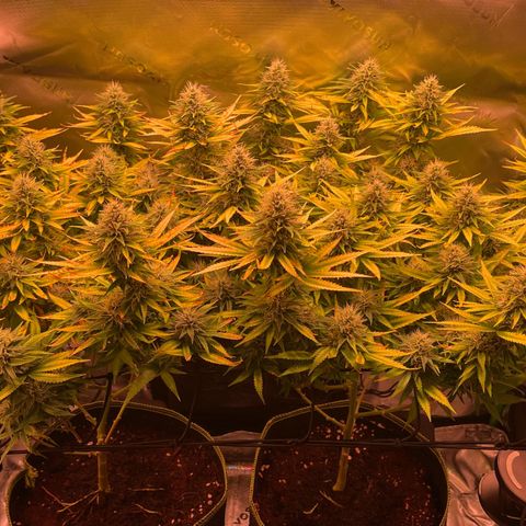 Chokolope growlog timeline photo
