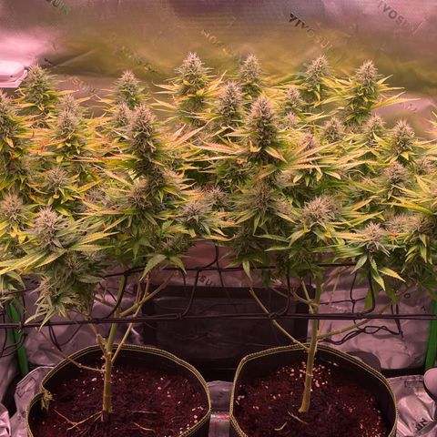 Chokolope growlog timeline photo