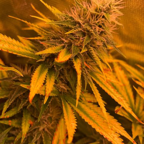 Chokolope growlog timeline photo
