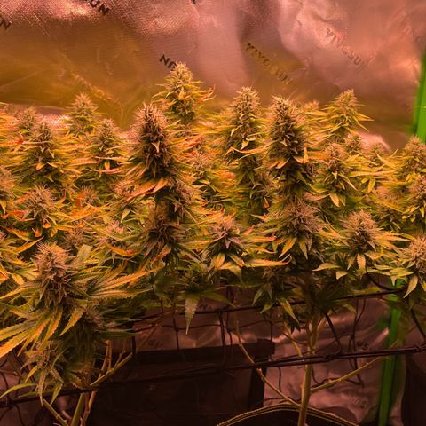 Chokolope growlog timeline photo