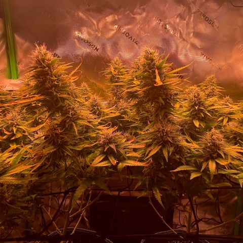 Chokolope growlog timeline photo