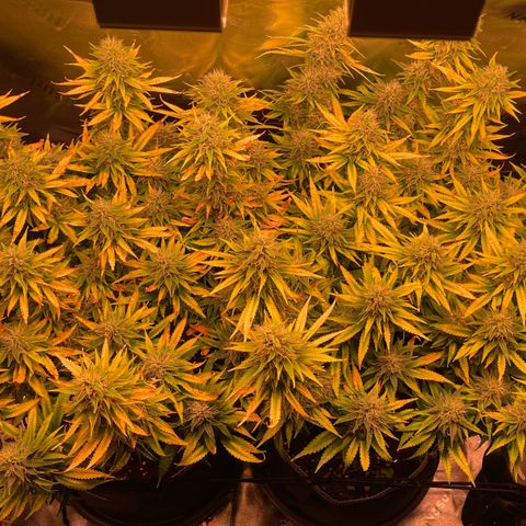 Chokolope growlog timeline photo