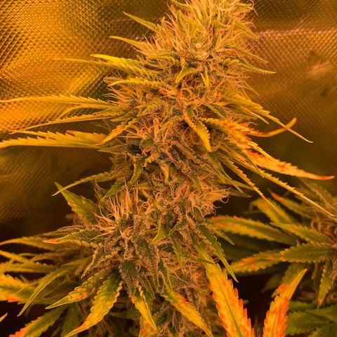 Chokolope growlog timeline photo