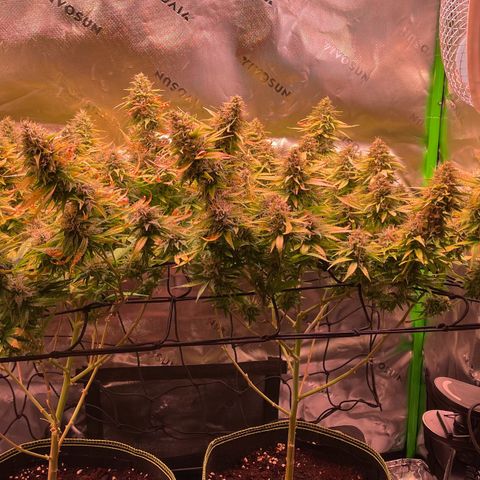 Chokolope growlog timeline photo