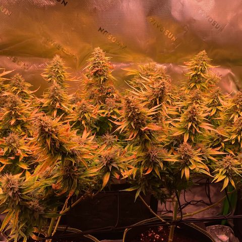 Chokolope growlog timeline photo
