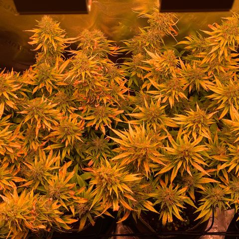 Chokolope growlog timeline photo
