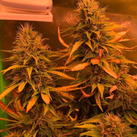 Chokolope growlog timeline photo