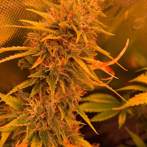 Chokolope growlog timeline photo