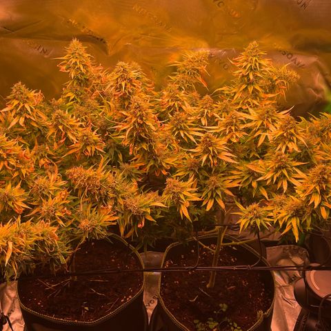 Chokolope growlog timeline photo