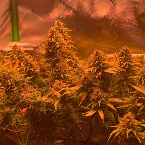 Chokolope growlog timeline photo
