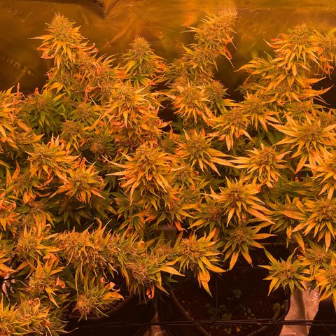 Chokolope growlog timeline photo