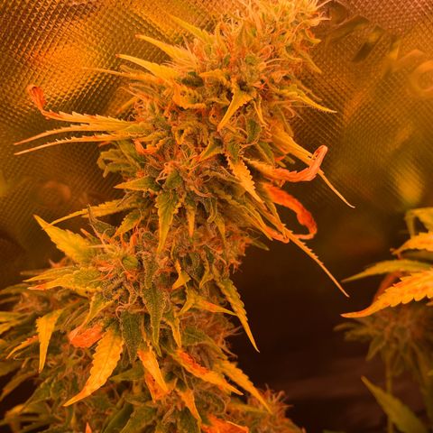 Chokolope growlog timeline photo