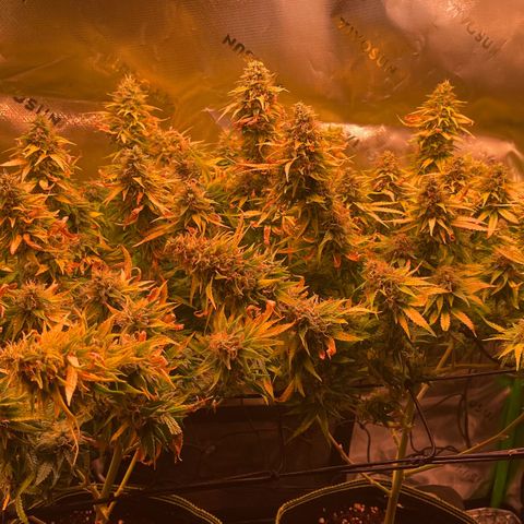Chokolope growlog timeline photo