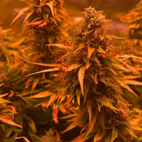 Chokolope growlog timeline photo