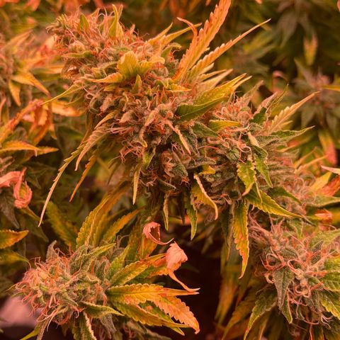 Chokolope growlog timeline photo