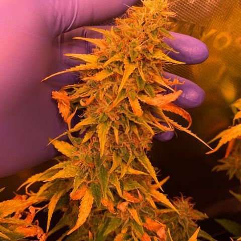 Chokolope growlog timeline photo