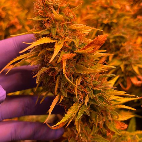 Chokolope growlog timeline photo