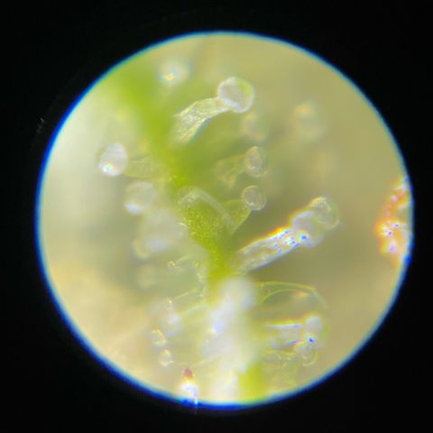 Chokolope growlog timeline photo