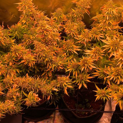 Chokolope growlog timeline photo