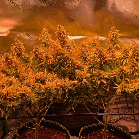 Chokolope growlog timeline photo
