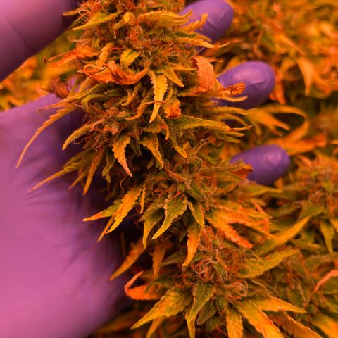 Chokolope growlog timeline photo