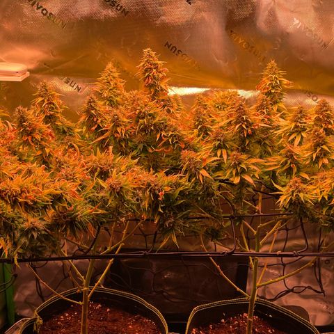 Chokolope growlog timeline photo