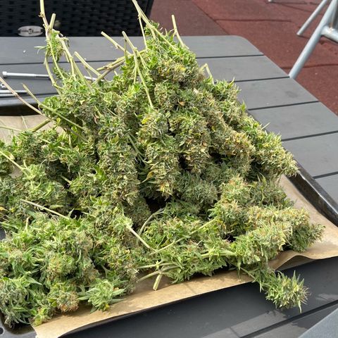 Chokolope growlog timeline photo