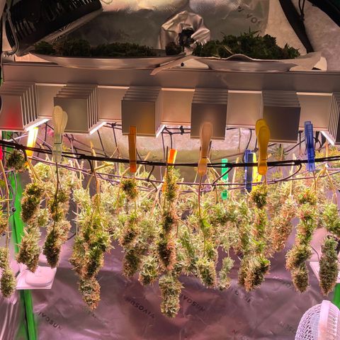 Chokolope growlog timeline photo