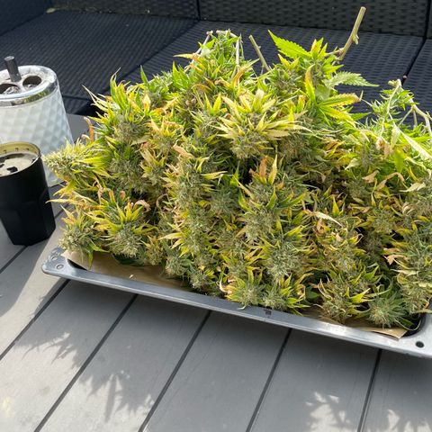 Chokolope growlog timeline photo