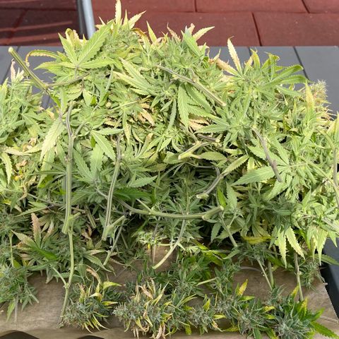 Chokolope growlog timeline photo