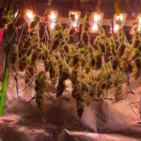 Chokolope growlog timeline photo