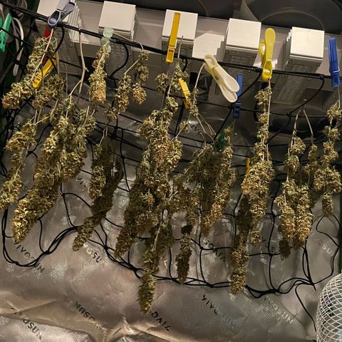 Chokolope growlog photo: Noch 2-3 Tage