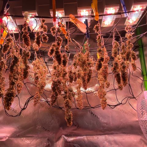 Chokolope growlog photo: Noch 2-3 Tage