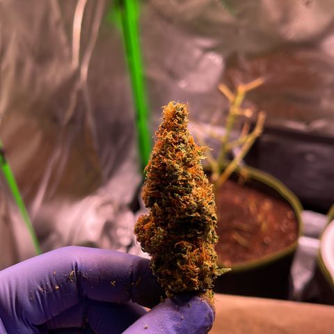 Chokolope growlog timeline photo