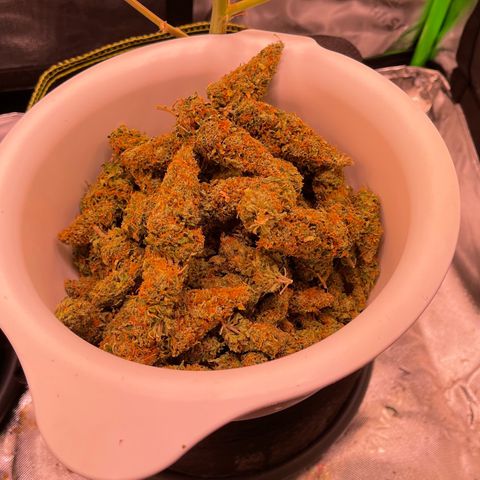 Chokolope growlog timeline photo