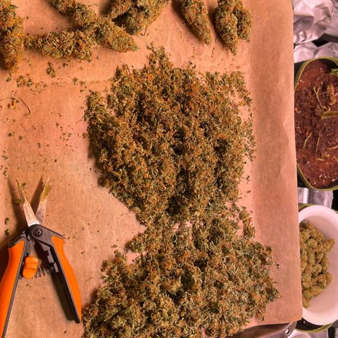 Chokolope growlog timeline photo