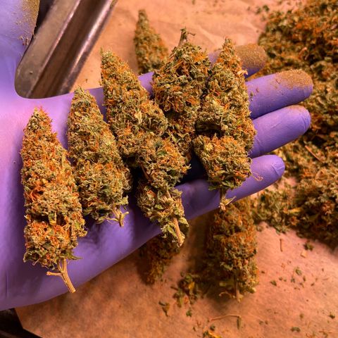 Chokolope growlog timeline photo