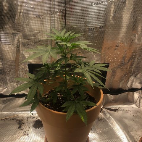 Speedy chili  growlog timeline photo