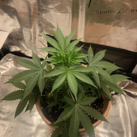 Speedy chili  growlog timeline photo