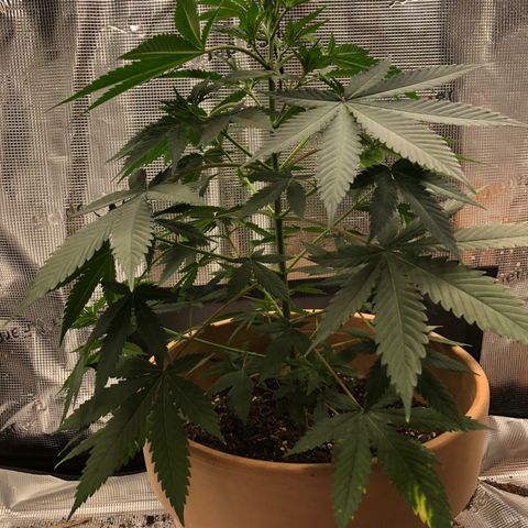 Speedy chili  growlog timeline photo