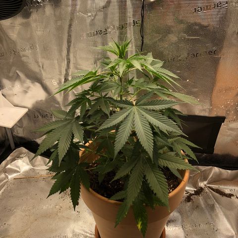 Speedy chili  growlog timeline photo