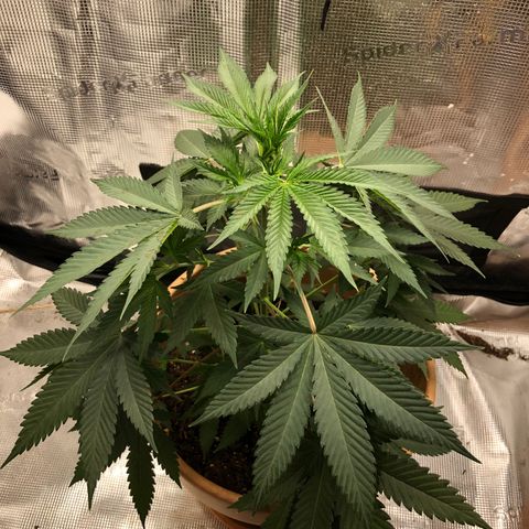 Speedy chili  growlog timeline photo